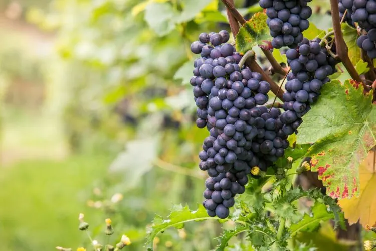 bunch of red wine grapes on the vine in a vineyard